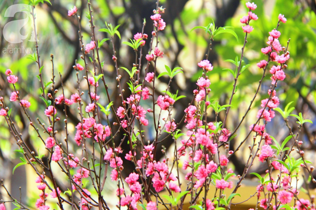 25 triệu đồng một gốc đào vẫn cháy hàng tại Sài Gòn, người bán không lo rớt giá dịp Tết