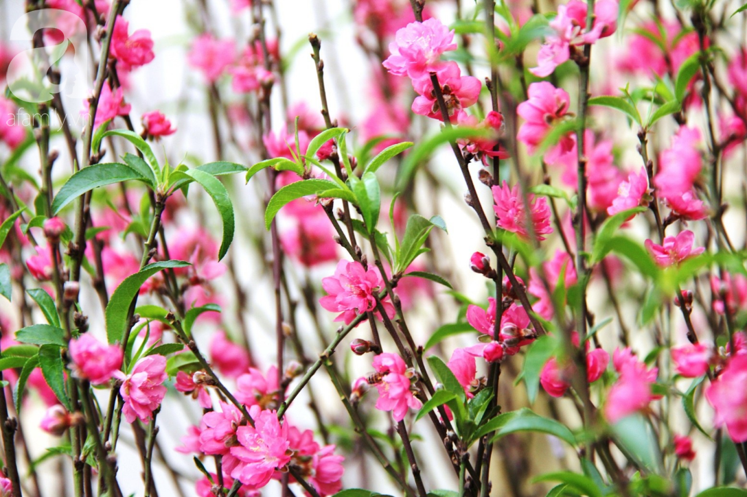 25 triệu đồng một gốc đào vẫn cháy hàng tại Sài Gòn, người bán không lo rớt giá dịp Tết