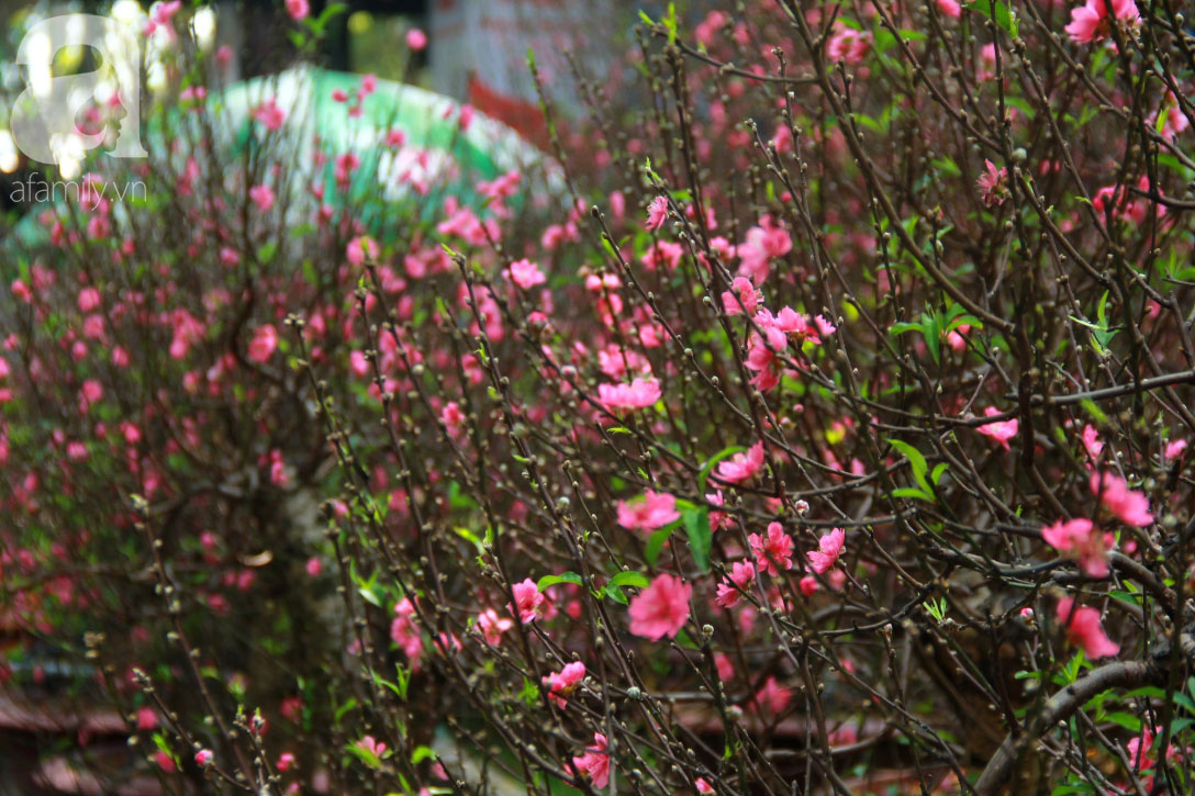 25 triệu đồng một gốc đào vẫn cháy hàng tại Sài Gòn, người bán không lo rớt giá dịp Tết