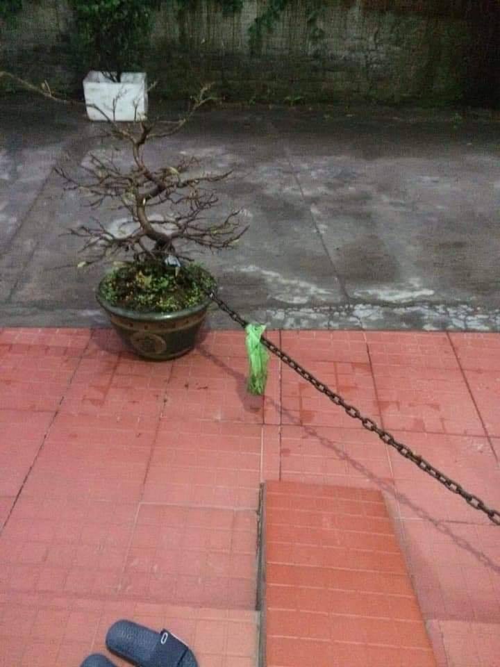 Chọn nhầm nhà để ăn trộm, kẻ gian bỗng dưng phải còng lưng bê vác rồi bất lực bỏ lại chậu mai