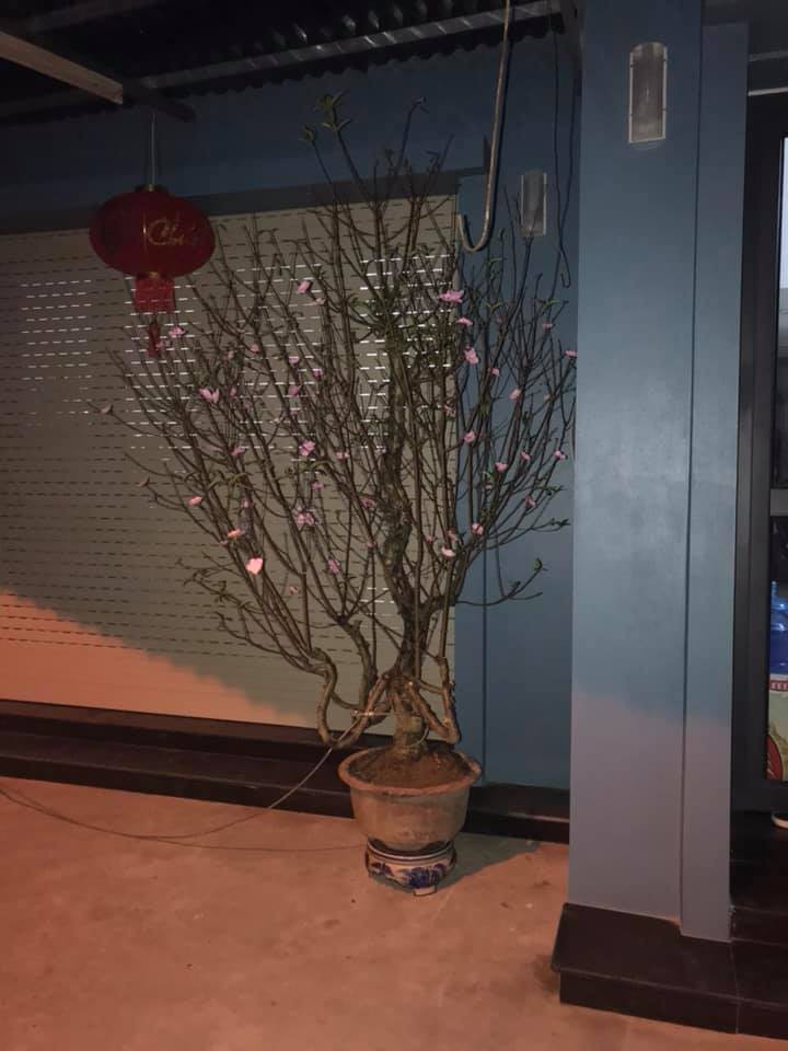 Chọn nhầm nhà để ăn trộm, kẻ gian bỗng dưng phải còng lưng bê vác rồi bất lực bỏ lại chậu mai