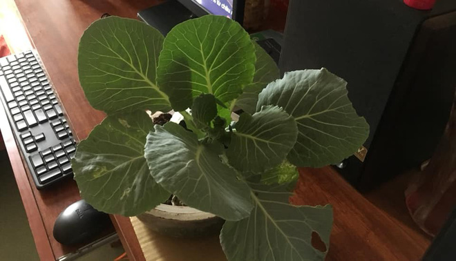 Khi rau củ quả bỗng nhiên được nâng tầm: cải bắp, su hào, cà rốt đều hóa bonsai chơi Tết