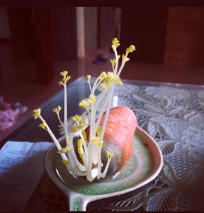 Khi rau củ quả bỗng nhiên được nâng tầm: cải bắp, su hào, cà rốt đều hóa bonsai chơi Tết