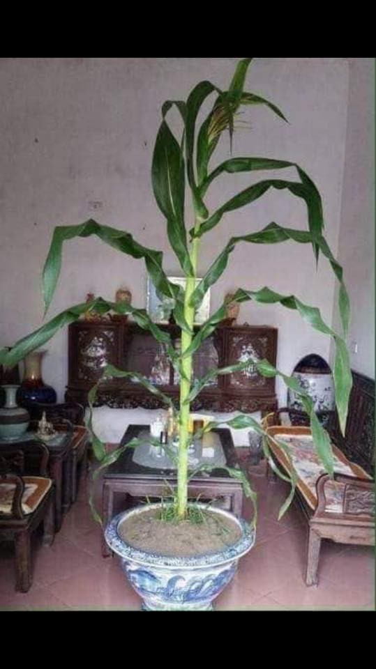 Khi rau củ quả bỗng nhiên được nâng tầm: cải bắp, su hào, cà rốt đều hóa bonsai chơi Tết