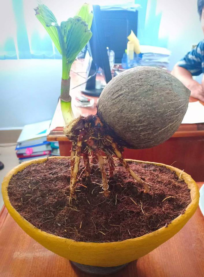 Khi rau củ quả bỗng nhiên được nâng tầm: cải bắp, su hào, cà rốt đều hóa bonsai chơi Tết