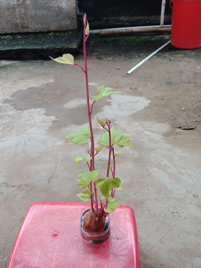 Khi rau củ quả bỗng nhiên được nâng tầm: cải bắp, su hào, cà rốt đều hóa bonsai chơi Tết