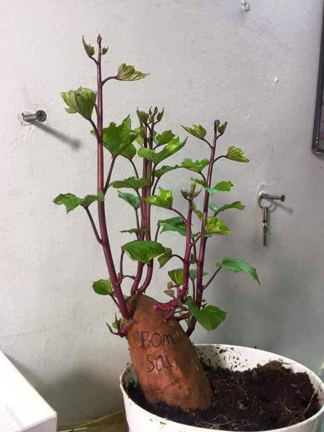 Khi rau củ quả bỗng nhiên được nâng tầm: cải bắp, su hào, cà rốt đều hóa bonsai chơi Tết