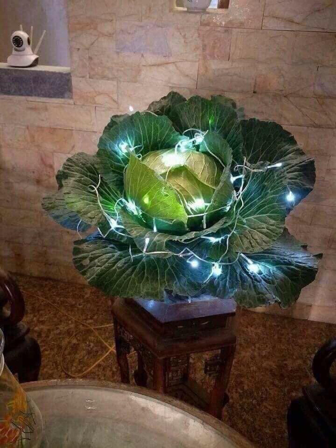 Khi rau củ quả bỗng nhiên được nâng tầm: cải bắp, su hào, cà rốt đều hóa bonsai chơi Tết
