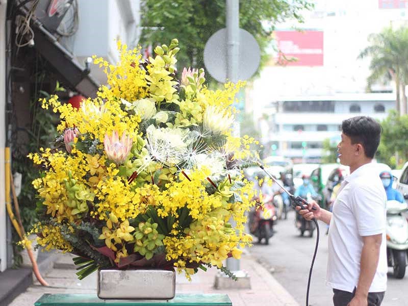 Hoa lan Tết cháy hàng, đắt đến… từng centimet