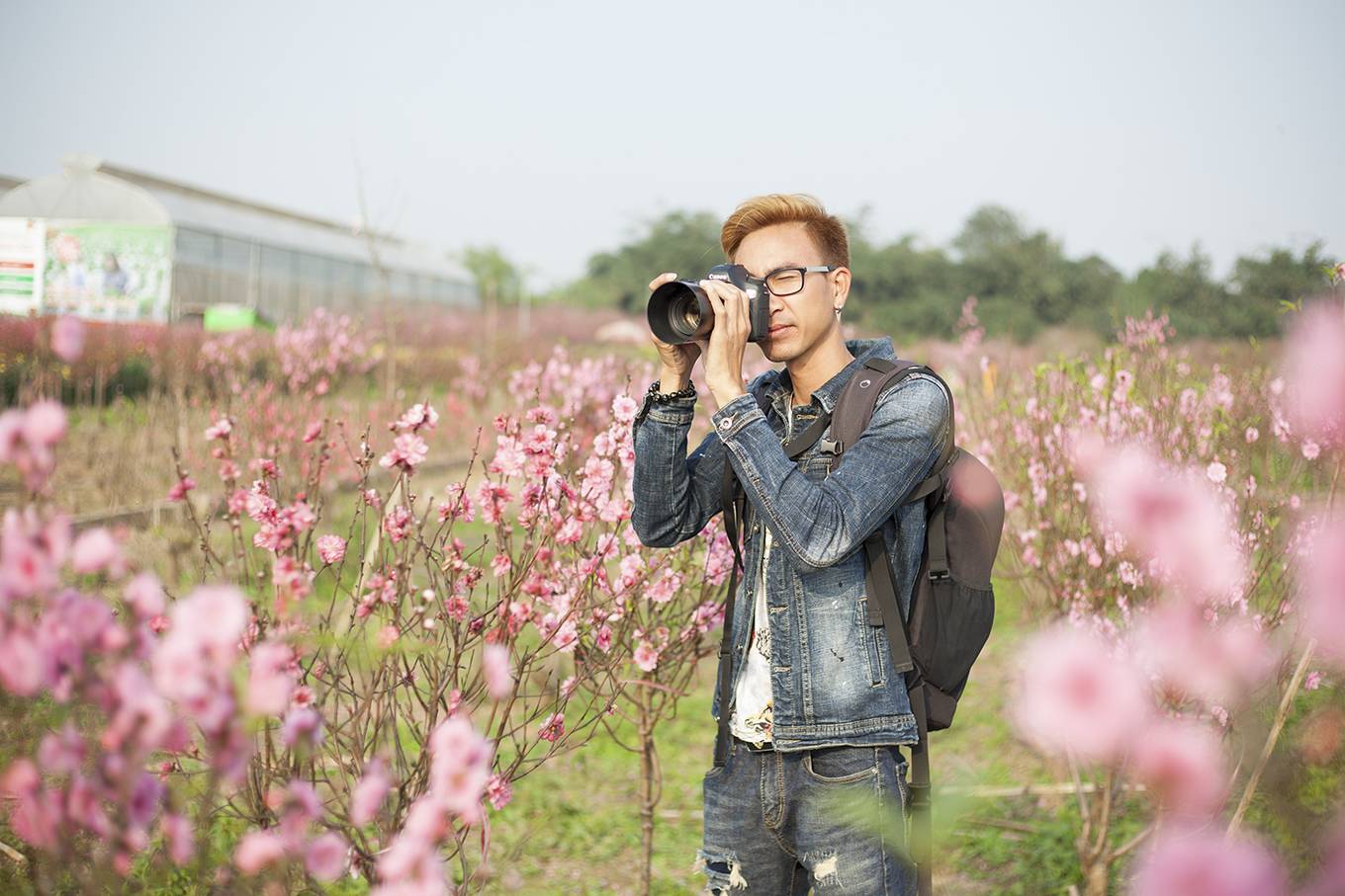 Du khách chụp ảnh Tết bên vườn đào nở sớm ở Hà Nội