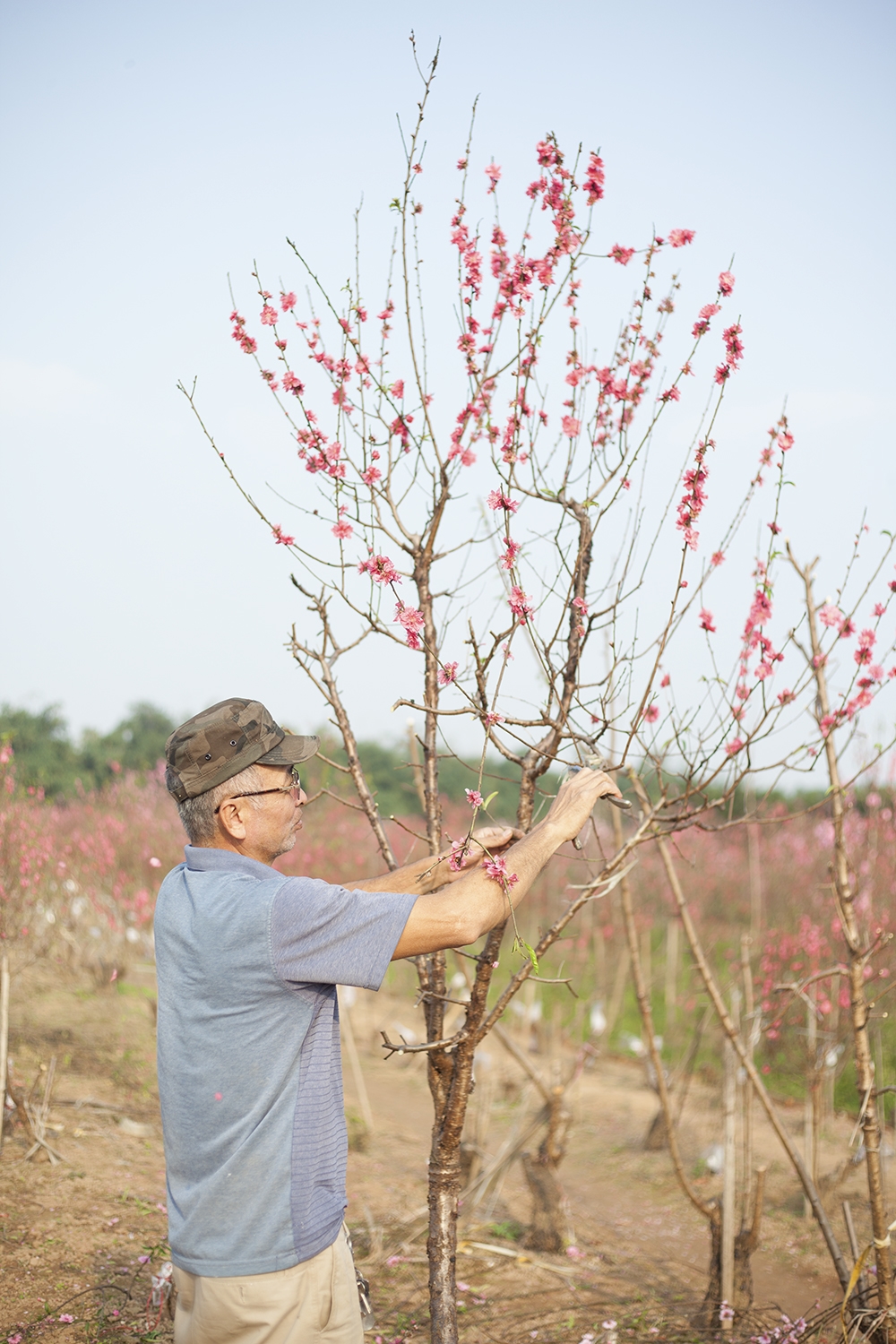 Du khách chụp ảnh Tết bên vườn đào nở sớm ở Hà Nội