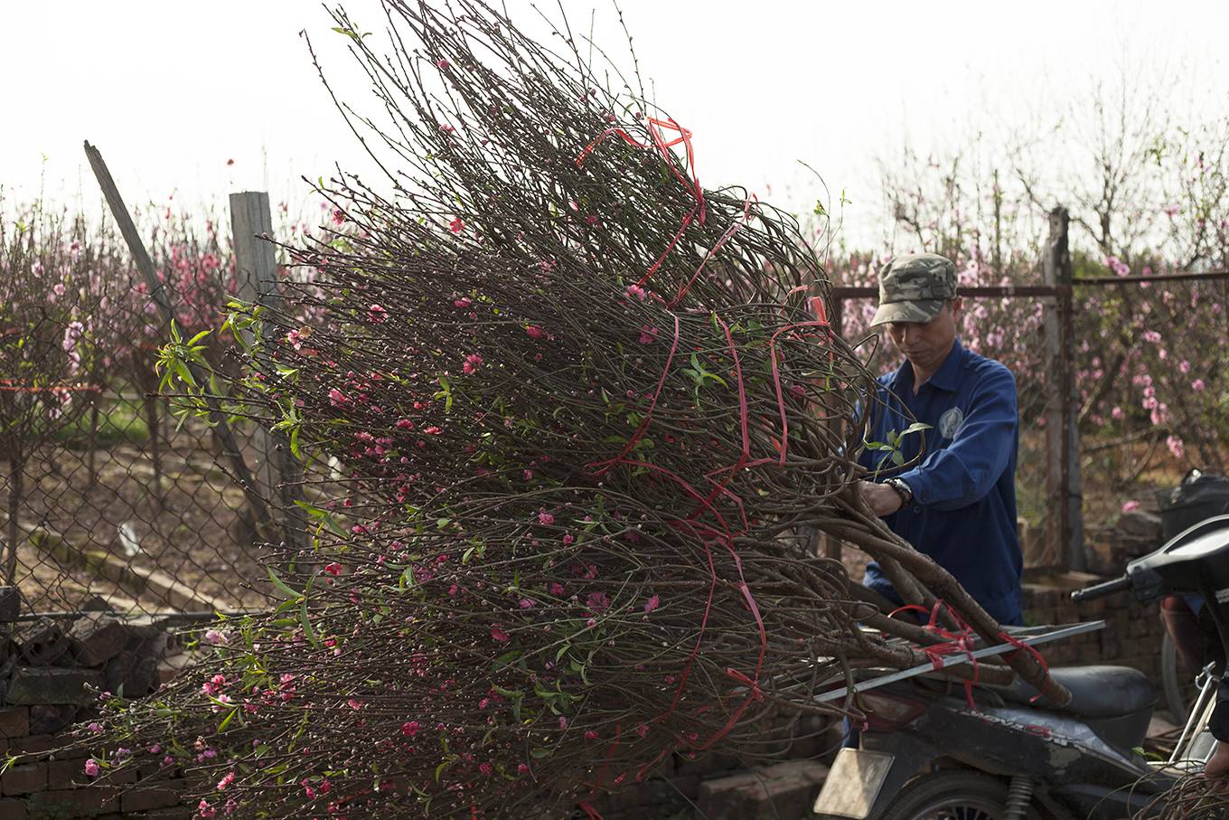 Du khách chụp ảnh Tết bên vườn đào nở sớm ở Hà Nội