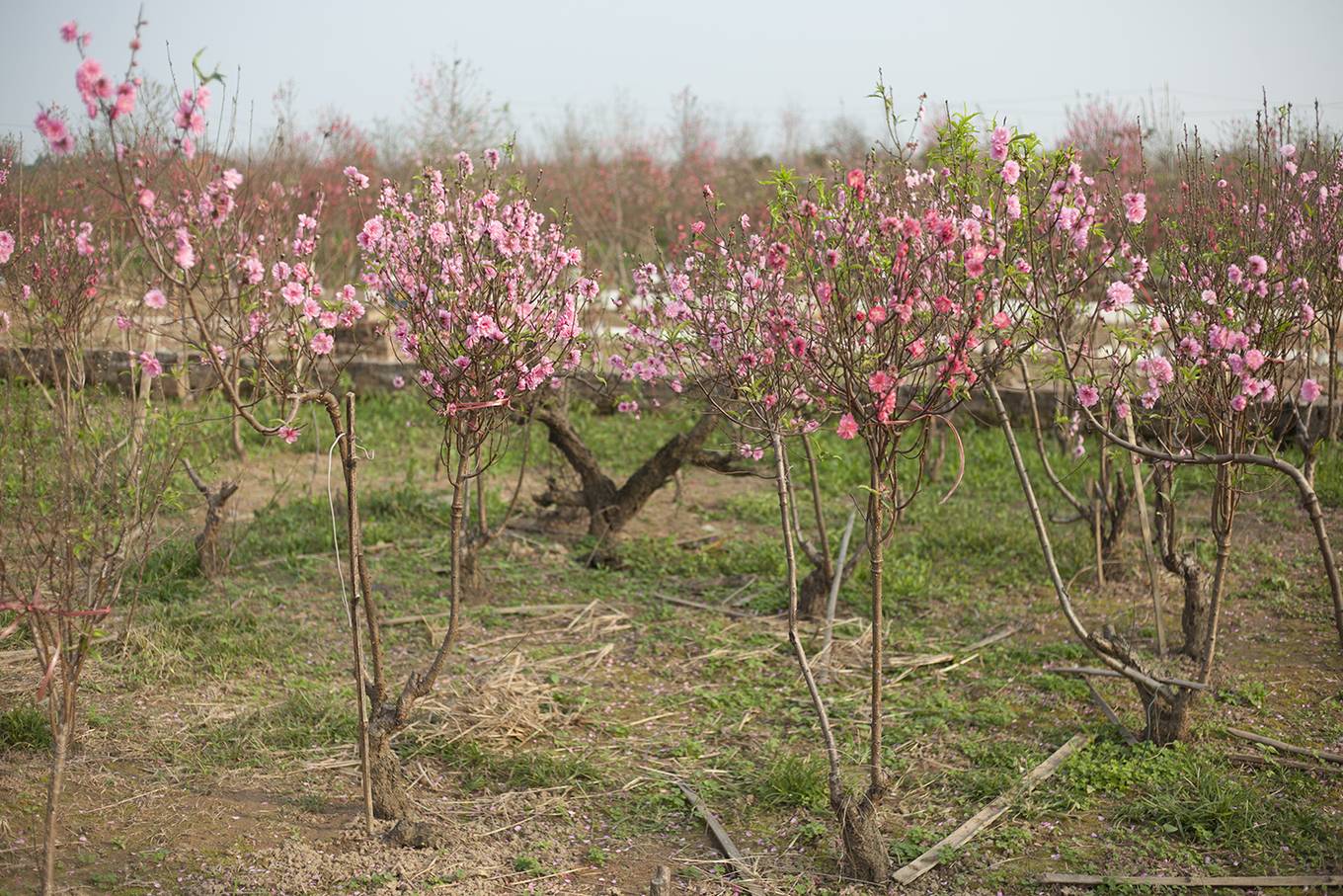 Du khách chụp ảnh Tết bên vườn đào nở sớm ở Hà Nội