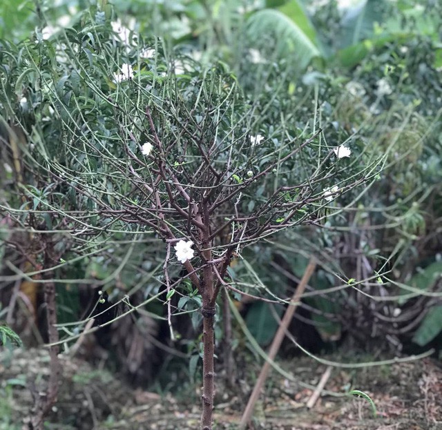 Bạch đào hút khách đại gia Hà Nội, đắt gấp 10 lần đào thường