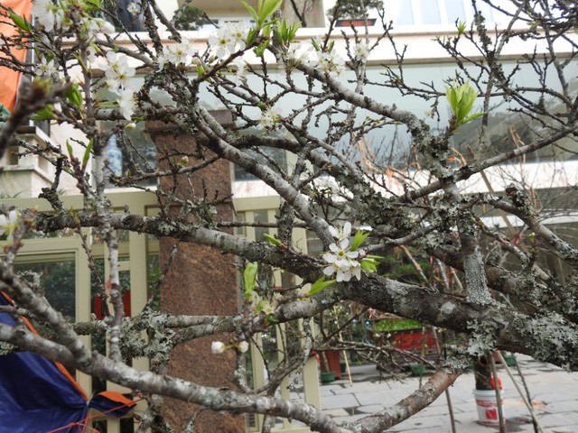 Bạch đào hút khách đại gia Hà Nội, đắt gấp 10 lần đào thường