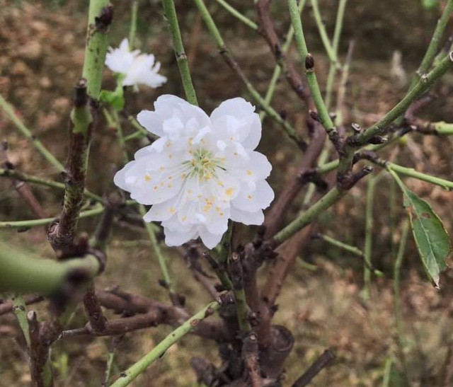 Bạch đào hút khách đại gia Hà Nội, đắt gấp 10 lần đào thường