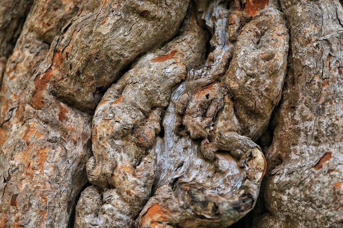 Cây me hơn 300 năm tuổi giá 2 tỷ đồng ở Sài Gòn