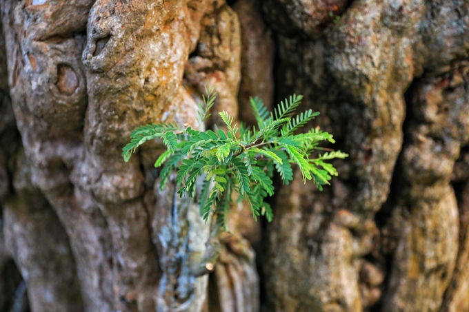 Cây me hơn 300 năm tuổi giá 2 tỷ đồng ở Sài Gòn
