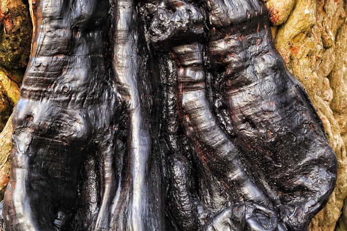 Cây me hơn 300 năm tuổi giá 2 tỷ đồng ở Sài Gòn