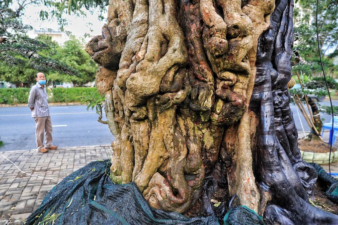 Cây me hơn 300 năm tuổi giá 2 tỷ đồng ở Sài Gòn
