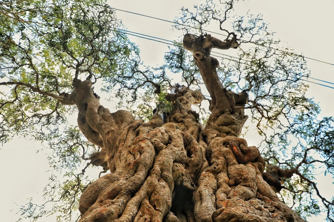 Cây me hơn 300 năm tuổi giá 2 tỷ đồng ở Sài Gòn