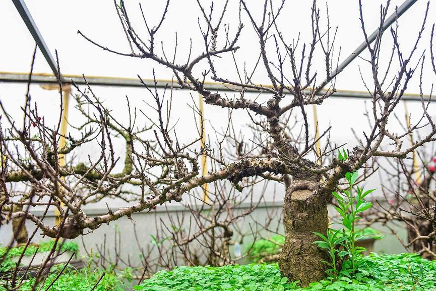 Đào thất thốn Nhật Tân tôn luyện thập kỷ có gì đặc biệt?