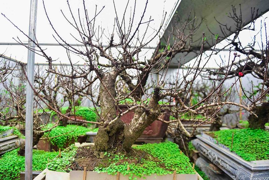 Đào thất thốn Nhật Tân tôn luyện thập kỷ có gì đặc biệt?