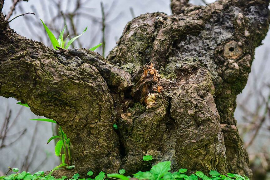 Đào thất thốn Nhật Tân tôn luyện thập kỷ có gì đặc biệt?