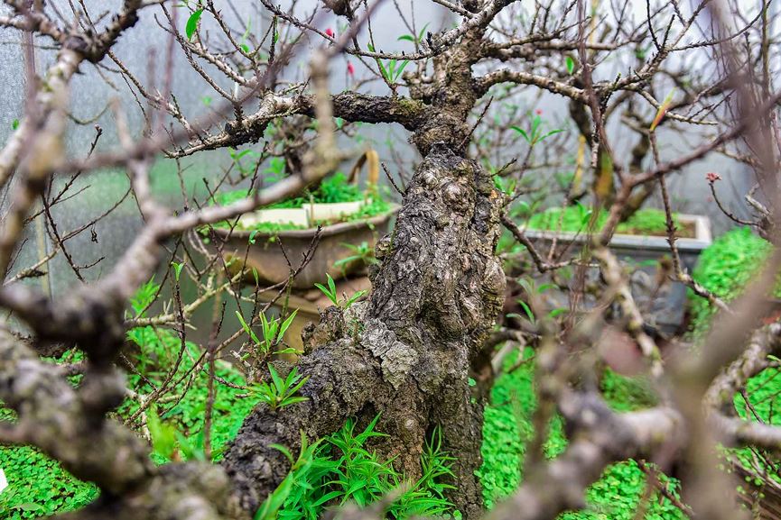 Đào thất thốn Nhật Tân tôn luyện thập kỷ có gì đặc biệt?