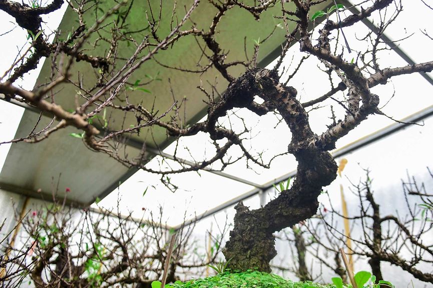 Đào thất thốn Nhật Tân tôn luyện thập kỷ có gì đặc biệt?