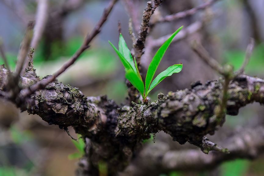 Đào thất thốn Nhật Tân tôn luyện thập kỷ có gì đặc biệt?