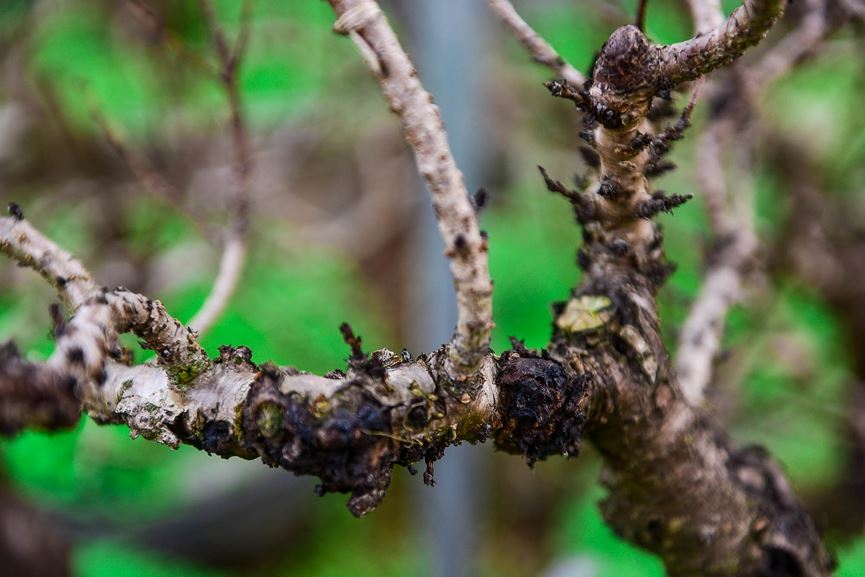 Đào thất thốn Nhật Tân tôn luyện thập kỷ có gì đặc biệt?