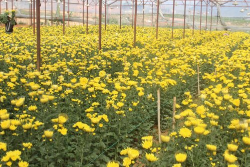 Nhà vườn Đà Lạt lỗ nặng vụ hoa Tết