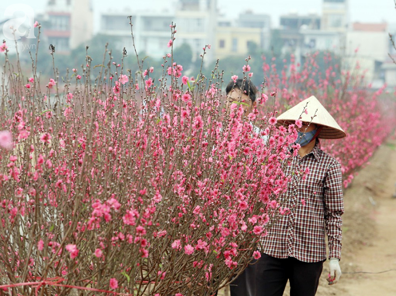 Nắng nóng bất thường sát Tết, đào Nhật Tân bung lụa khiến nông dân ngậm ngùi