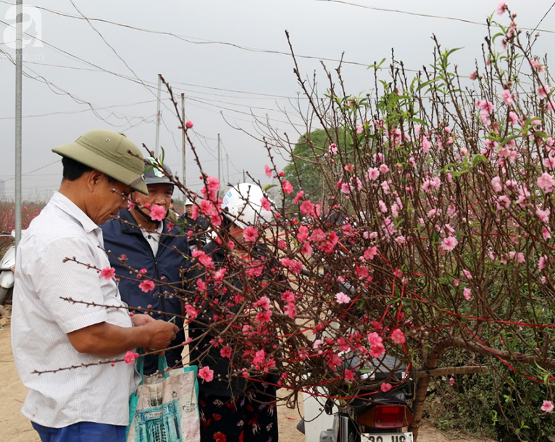 Nắng nóng bất thường sát Tết, đào Nhật Tân bung lụa khiến nông dân ngậm ngùi