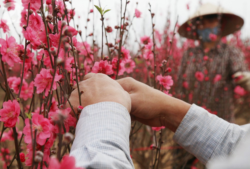 Nắng nóng bất thường sát Tết, đào Nhật Tân bung lụa khiến nông dân ngậm ngùi