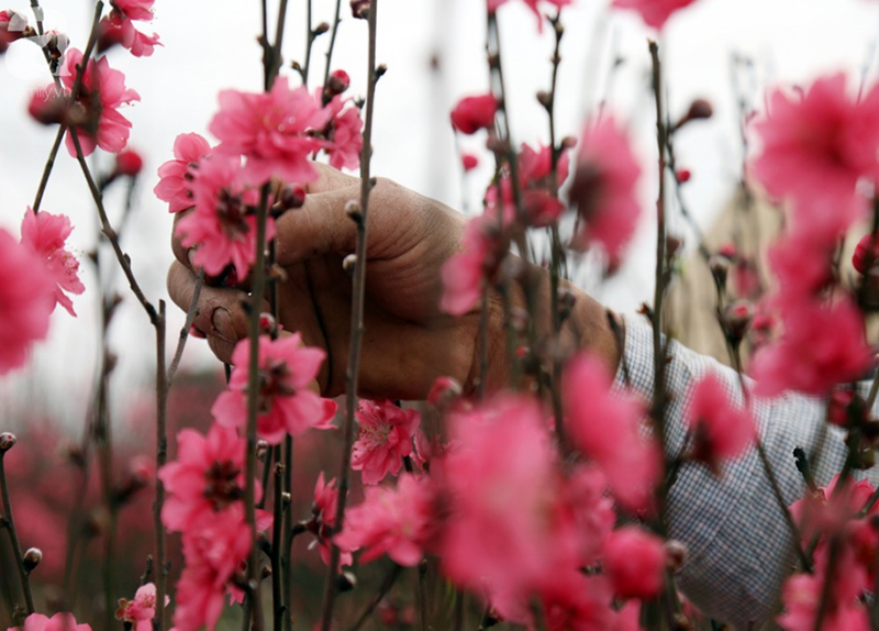 Nắng nóng bất thường sát Tết, đào Nhật Tân bung lụa khiến nông dân ngậm ngùi