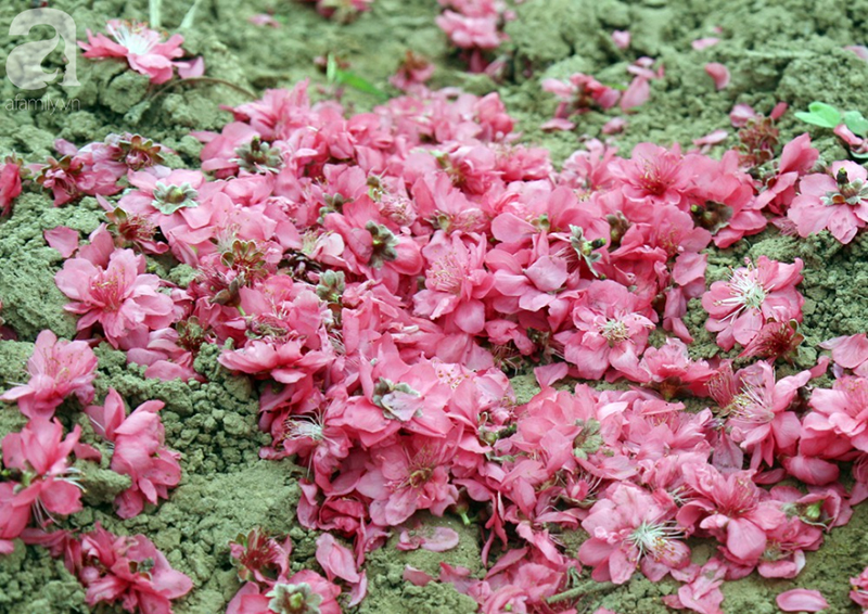 Nắng nóng bất thường sát Tết, đào Nhật Tân bung lụa khiến nông dân ngậm ngùi