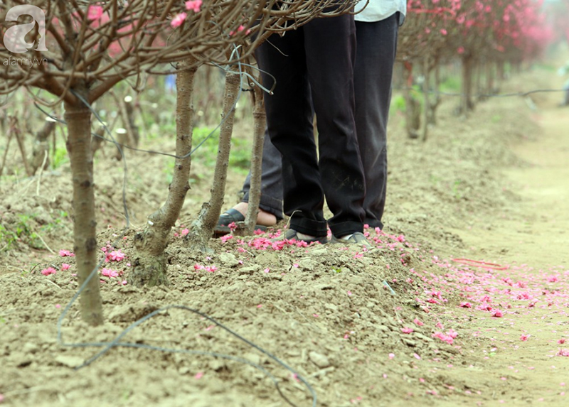 Nắng nóng bất thường sát Tết, đào Nhật Tân bung lụa khiến nông dân ngậm ngùi