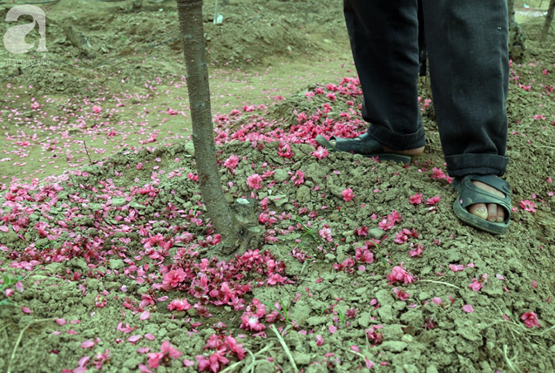 Nắng nóng bất thường sát Tết, đào Nhật Tân bung lụa khiến nông dân ngậm ngùi