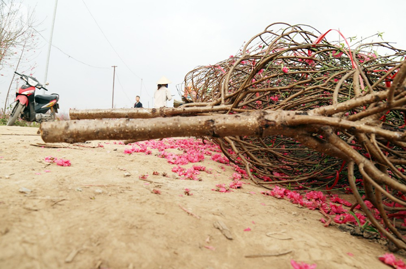 Nắng nóng bất thường sát Tết, đào Nhật Tân bung lụa khiến nông dân ngậm ngùi