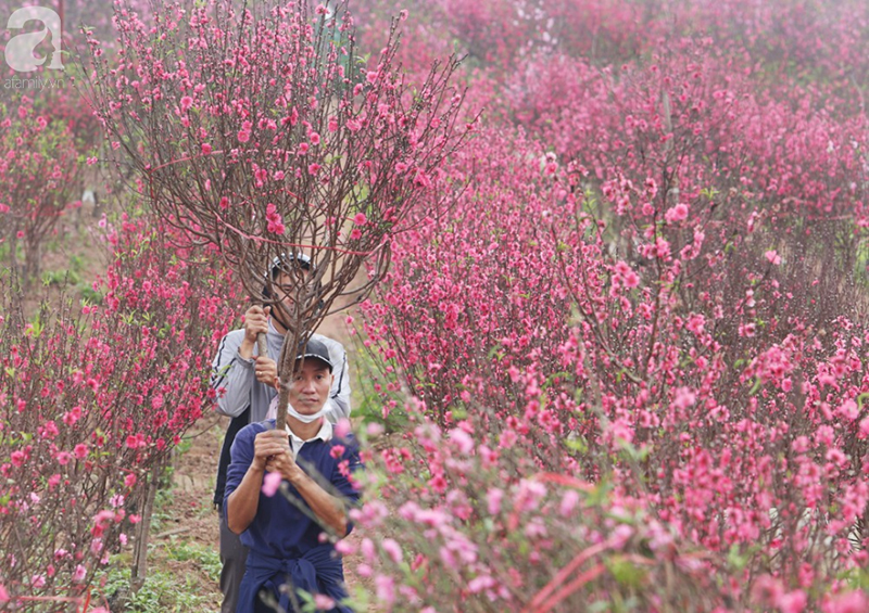 Nắng nóng bất thường sát Tết, đào Nhật Tân bung lụa khiến nông dân ngậm ngùi