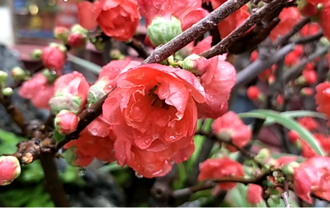 Mai đỏ Trung Quốc để mấy tháng không tàn, về chợ Việt giá tiền triệu