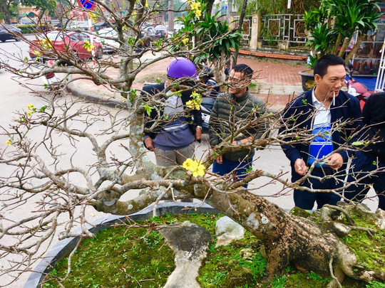 Ngắm cây Mai tiến Vua gần trăm tuổi hét giá 5 tỉ đồng