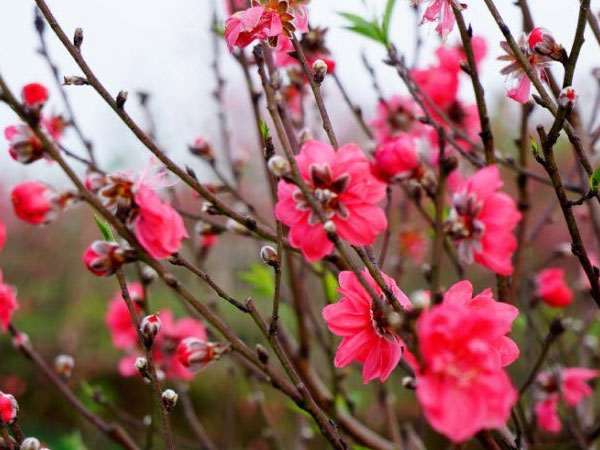 Thiếu tiền sắm Tết, nàng dâu bật khóc chiều cuối năm