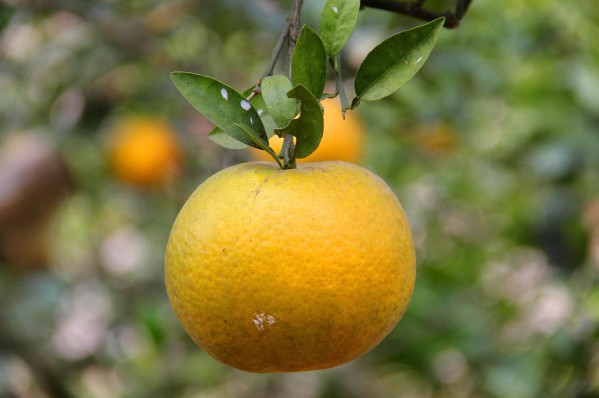 Cam tiến Vua 100 ngàn/quả: Khắp Thành Vinh có tiền mua không nổi