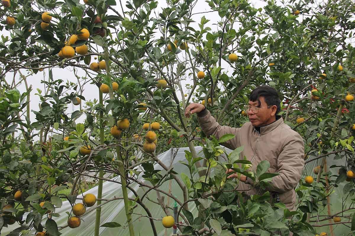 Cam tiến Vua 100 ngàn/quả: Khắp Thành Vinh có tiền mua không nổi