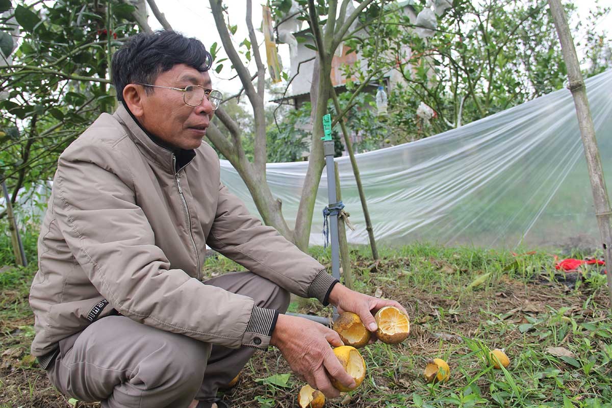 Cam tiến Vua 100 ngàn/quả: Khắp Thành Vinh có tiền mua không nổi