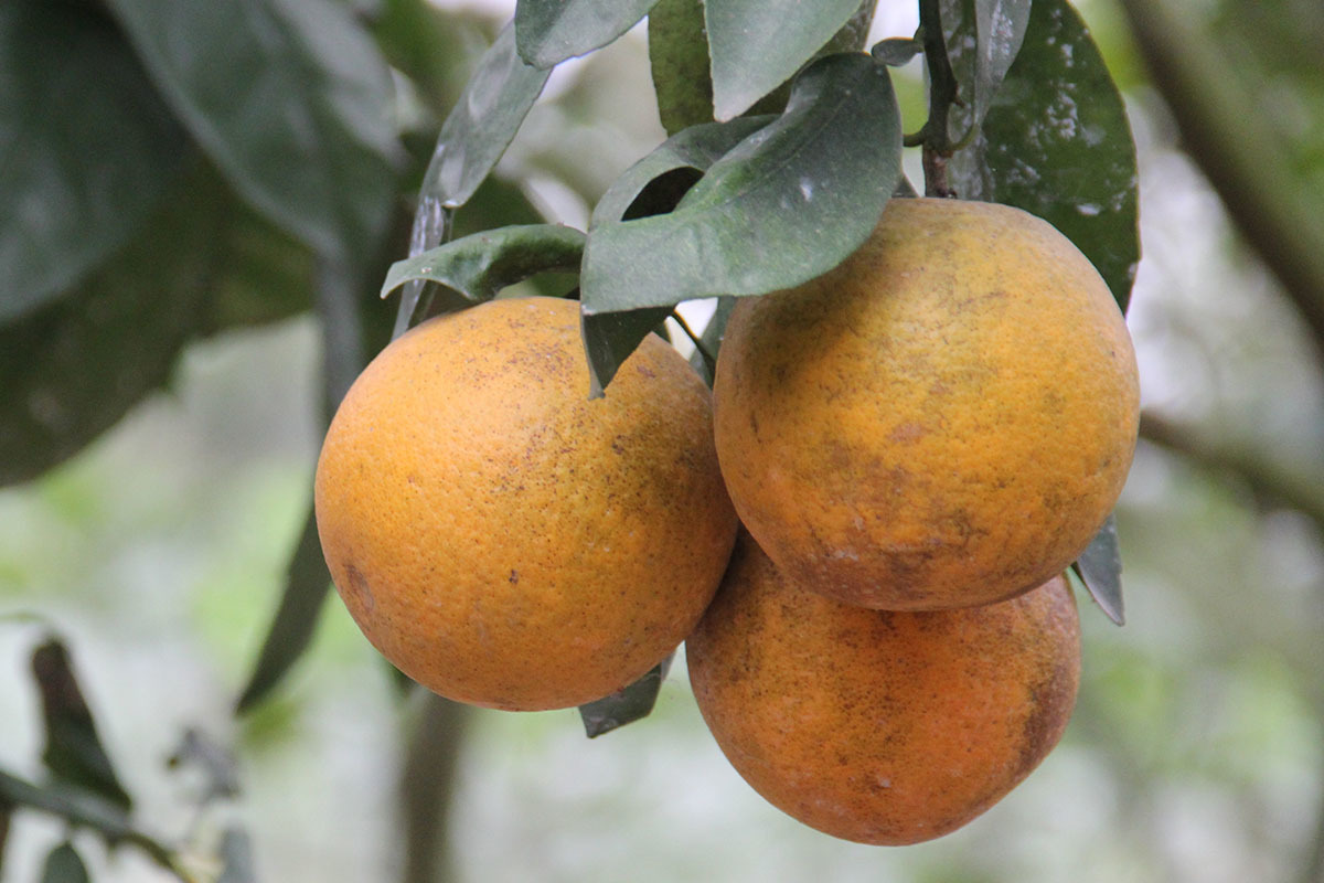 Cam tiến Vua 100 ngàn/quả: Khắp Thành Vinh có tiền mua không nổi