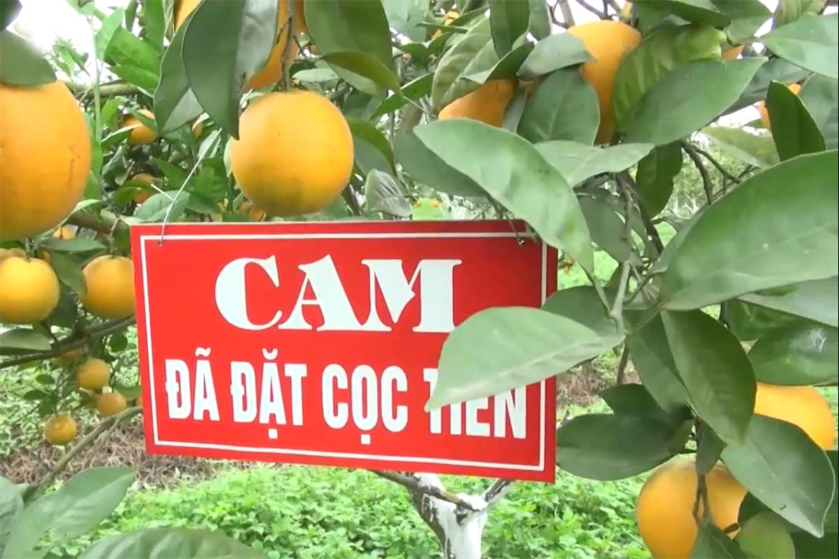 Cam tiến Vua 100 ngàn/quả: Khắp Thành Vinh có tiền mua không nổi